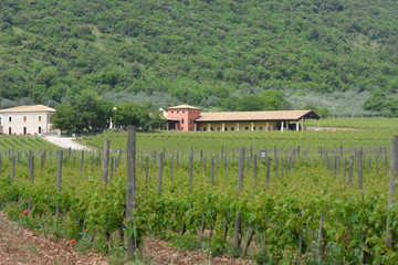 cellar behind rows of vines