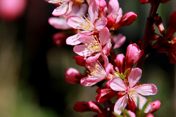 pink flowers of almonds