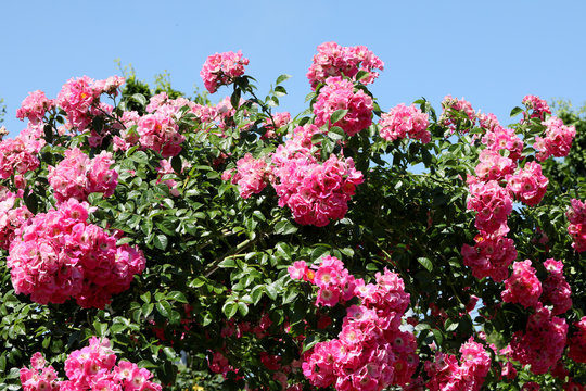 蔓薔薇 Images Browse 96 Stock Photos Vectors And Video Adobe Stock