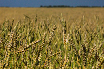 Wheat field