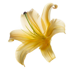 Yellow lily flower isolated on white background.