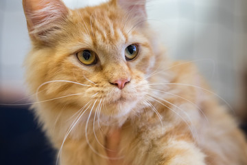 Adorable Ginger Maine Coon Cat at annual cats show