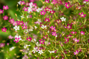 Cosmos is flowering plants in the sunflower family.