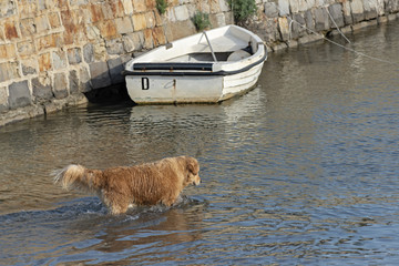 cane che gioca
