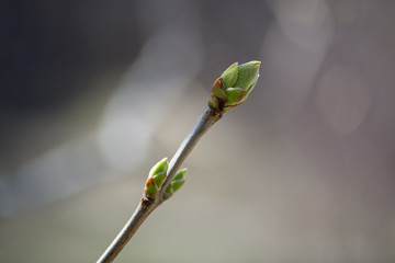 Young buds on a branch of purple lilac in early spring close-up on a blurred background. Horizontal photography