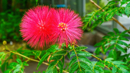 Calliandra haematocephala on a nature background.