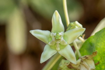 Calotropis white on a nature background.