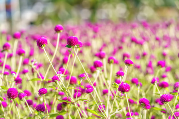Fototapeta premium Globe Amaranth or Gomphrena globosa in the garden.