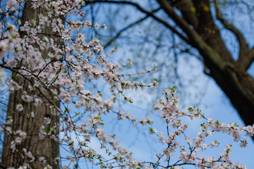 Cherry blossoms in the garden against the blue sky