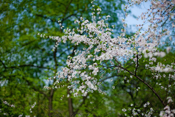 Cherry blossoms in the spring garden