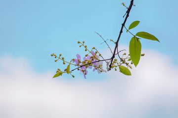 Tabebuia rosea on a nature background.