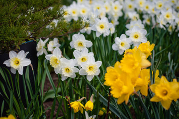 Fototapeta premium daffodils in the garden