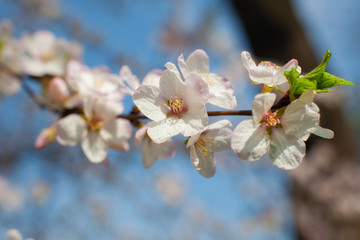 Cherry blossoms in the garden against the blue sky