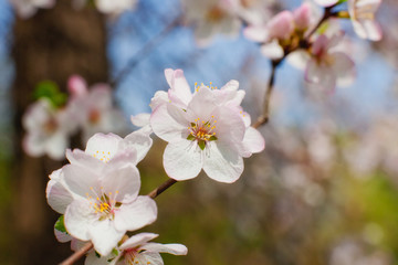 Cherry blossoms in the spring garden