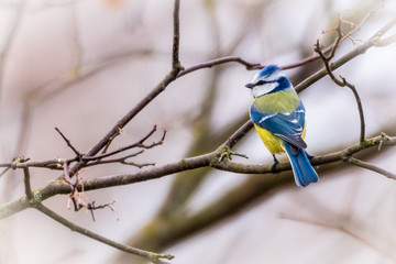 Blaumeise in Hecke im Winter  © Ralf