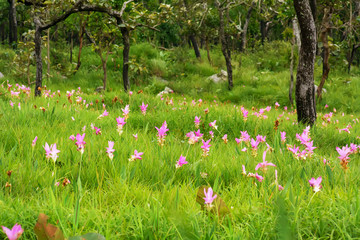 The siam tulip on a nature background. Bloom during the rainy season.