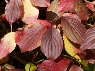 Cornus sanguinea - Gros plan sur une feuille de cornouiller sanguin aux couleurs rouge sang en fin...