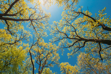 Canopy Of Tall Trees With Young Spring Foliage Leaves. Spring Sunlight In Upper Branches Of Woods In Deciduous Forest. Beautiful Nature. Beauty In Nature