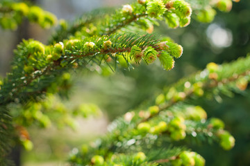 spruce branch with young needles in spring