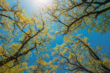 Canopy Of Tall Trees With Young Spring Foliage Leaves. Spring Sunlight In Upper Branches Of Woods In Deciduous Forest. Beautiful Nature. Beauty In Nature