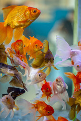 The group of gold fishes in the fresh water od the tank. 
