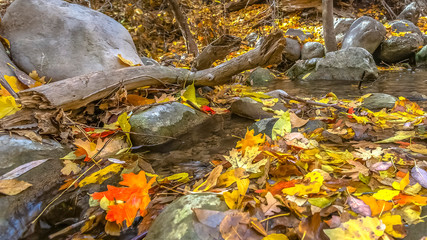 Fallen autumn leaves on a rocky and shallow stream