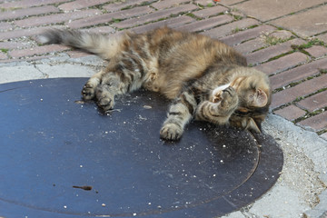gatto domestico