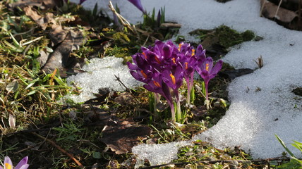 Шафран Весенние цветы Saffron Spring Flowers 