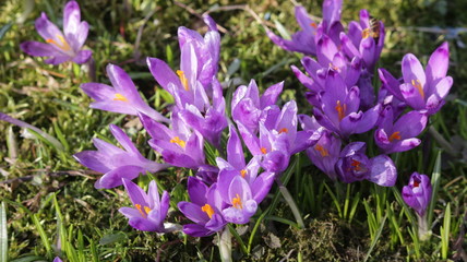 Шафран Весенние цветы Saffron Spring Flowers 