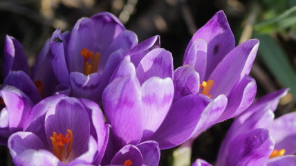Шафран Весенние цветы Saffron Spring Flowers 