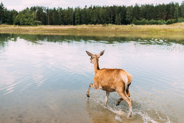 European Roe Deer Walking On Water
