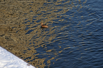 Duck at river