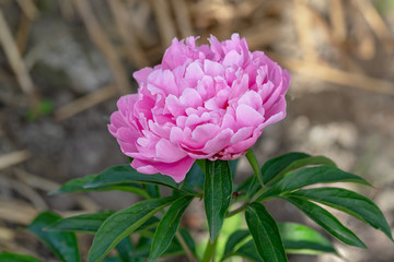 Lovely pink peony flower on dark blurred background. An airy flower of pale pink blossomed in the garden.