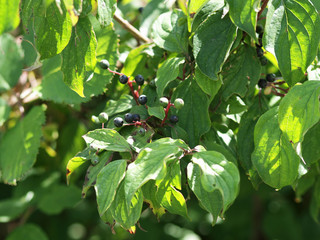 Cornus sanguinea - Le cornouiller sanguin un arbrisseau à tiges au feuillage gaufré et ondulé de couleur vert foncé au printemps