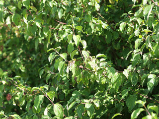 Cornus sanguinea - Le cornouiller sanguin un arbrisseau à tiges au feuillage gaufré et ondulé de couleur vert foncé au printemps