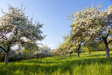 Blooming fruit trees in orchard and clear sky. Spring in garden