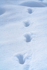 Fototapeta na wymiar Footprints on smooth snow on a sunny day