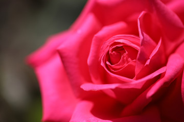 赤い薔薇　アップのバラ　薔薇　バラ　ばら