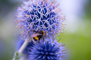  Hummel mit Blume