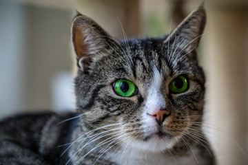 Naklejka na ściany i meble Katze mit grünen Augen
