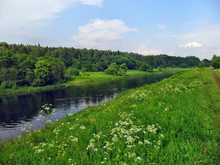 the blossoming meadow at the river