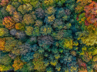 Herbstwald von oben