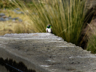 Colibrí puneño