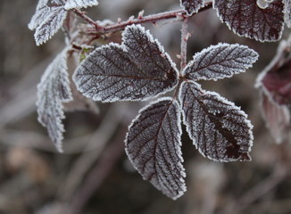 Foglie in inverno - gelo