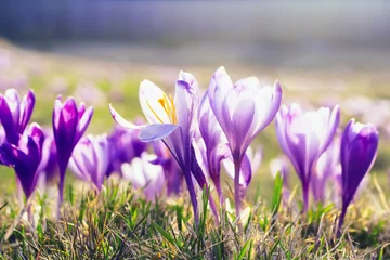 Photo sur Plexiglas Crocus Fond de printemps délicat, fleurs de crocus au soleil sur un pré