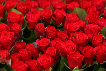 Mazzi di rose rosse