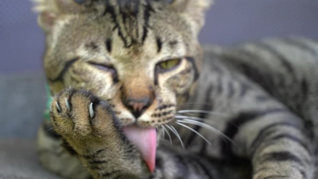 Beautiful gray tabby cat licking its paw and clean itself, close up
