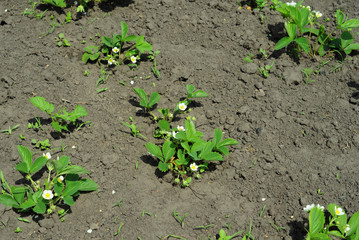 Blooming strawberries plant in the garden