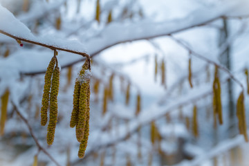Naklejka premium Birkenblüte im Winter mit Schnee