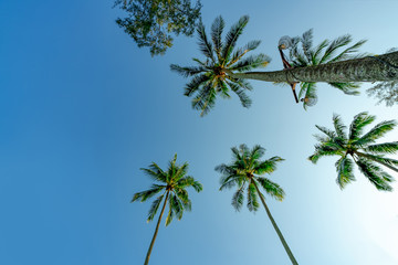 Obraz na płótnie Canvas Bottom view of coconut tree on clear blue sky. Summer and paradise beach concept. Tropical coconut palm tree. Summer vacation on the island. Coconut tree at resort by the tropical sea on sunny day.